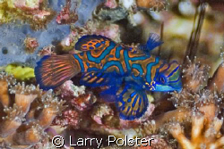 Gangga Island, dive master holding covered torch at twili... by Larry Polster 
